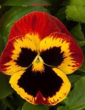 Pansy Flower Yellow Red Heirloom Non Gmo Image