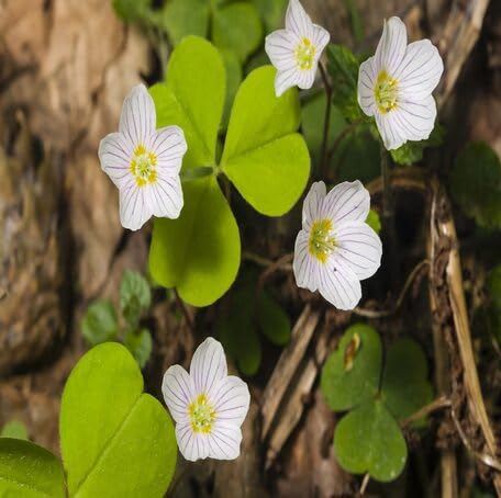 White Oxalis Acetosella Flower - Heirloom, Non - Gmo Seeds