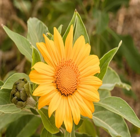 Yellow Tithonia Flower - Heirloom, Non - Gmo Seeds