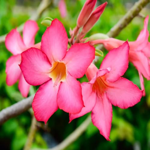 Pink Adenium Flower - Heirloom, Non - Gmo Seeds