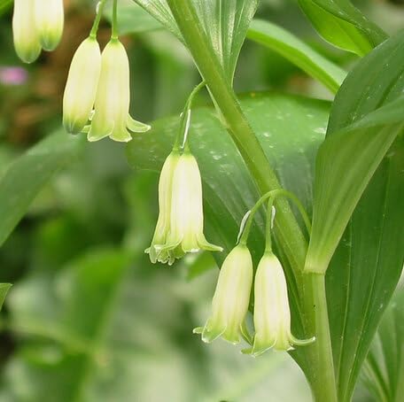 White Polygonatum Flower - Heirloom, Non - Gmo Seeds