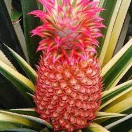 Pine Apple Fruit Red