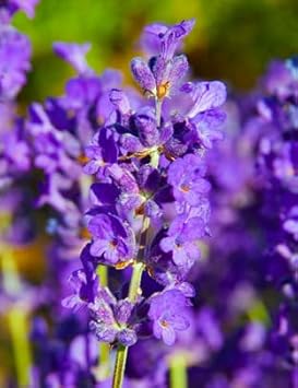 Heirloom Non-GMO Violet Lavender Flower Seeds for Garden Planting – Fragrant Herbal Blooms