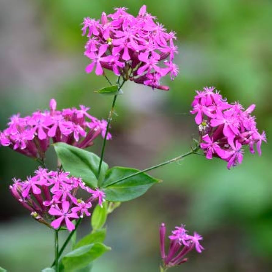 Catchfly Flower Seeds – Pink Blooms in Weeks ( Seeds)