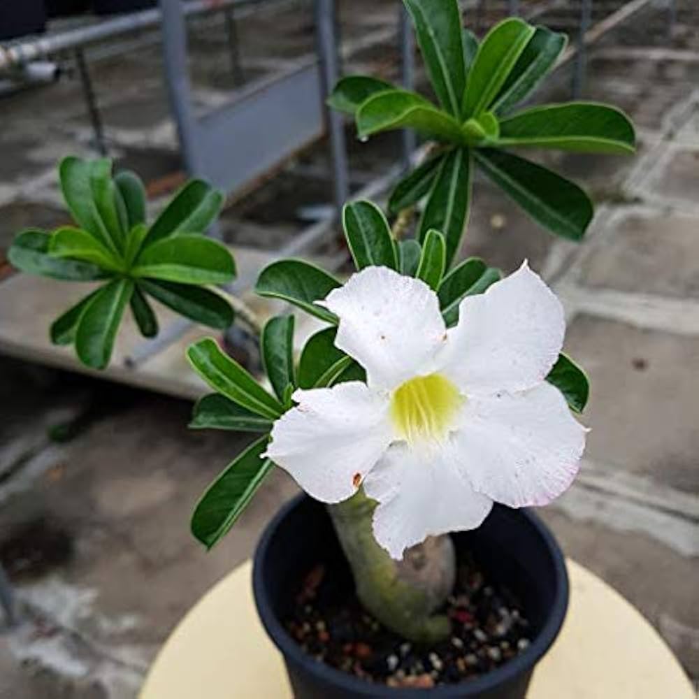 Desert Rose Adenium Obesum White King Parfum Seeds for Planting urban garden patio