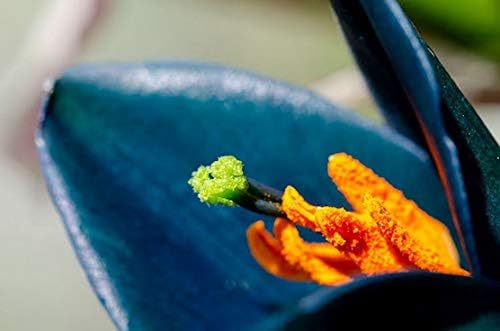 Puya Alpestris Flower Puya alpestris Seeds for Planting in Exotic Garden & Landscape