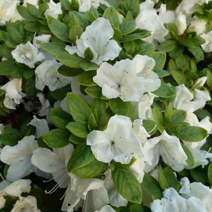 Azalea Flower