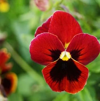 Pansy Flower Red - Heirloom, Non - Gmo Seeds