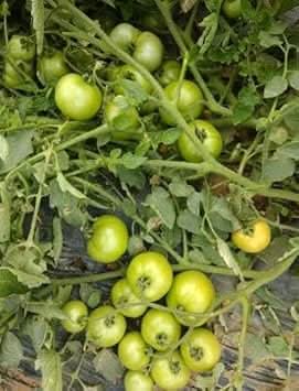Light Green Tomato Seeds for Planting