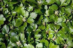Pachysandra Plant Seeds for Planting NON GMO Seeds Dhara Seeds