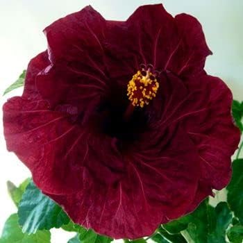 Heirloom Non-GMO Maroon Hibiscus Flower Seeds – Rich Tropical Blooms for Garden Planting