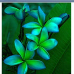 Blue Green Plumeria flower – seeds for planting in exotic garden