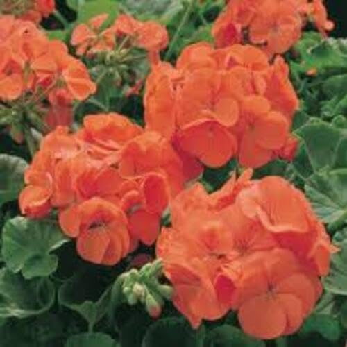 Orange Pelargonium Flower - Heirloom, Non - Gmo Seeds