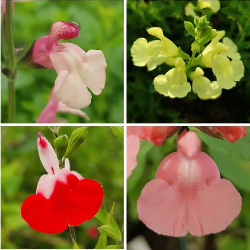 Mixed Salvia Flower - Heirloom, Non - Gmo Seeds