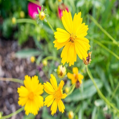 Coreopsis Flower Yellow - Heirloom, Non - Gmo Seeds