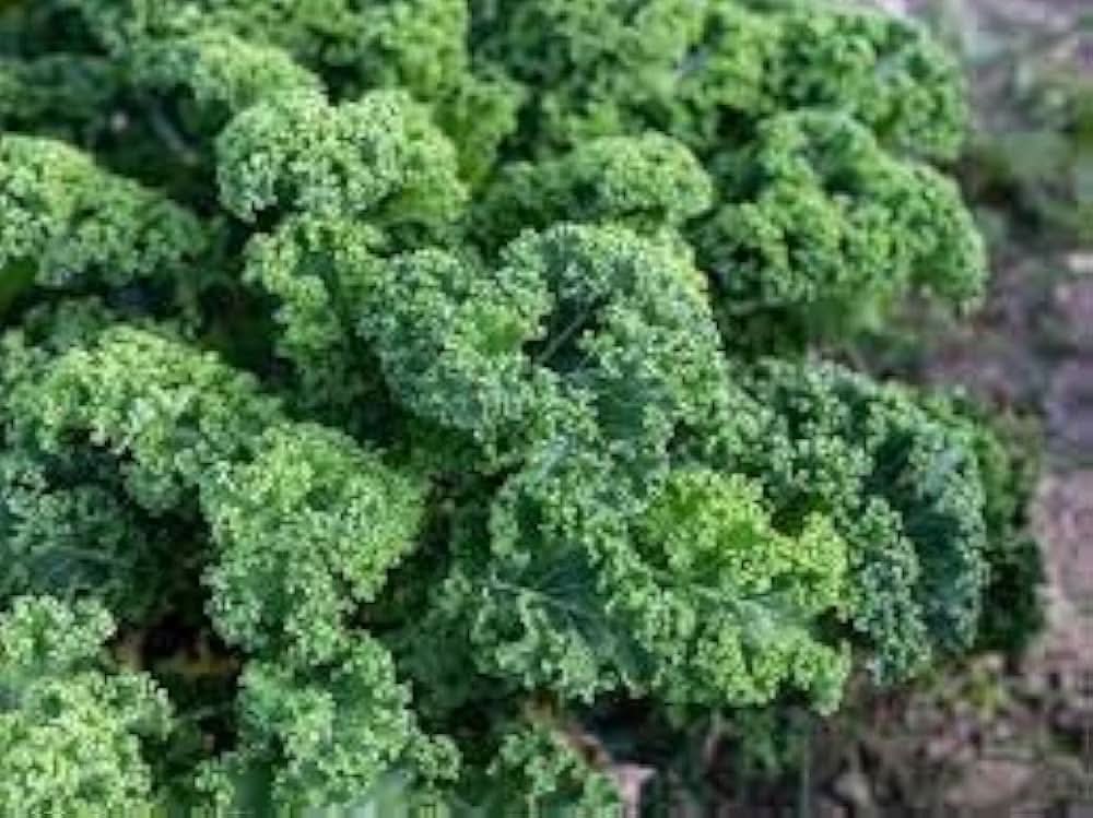Blue Ridge Kale seeds for hardy, nutrient-packed kale with deep blue-green leaves, ideal for healthy gardens or vegetable plots