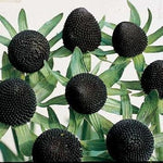 Rudbeckia Green Wizard Flower Seeds – Heirloom Non-GMO Seeds for Colorful Garden Planting - Green for planting in home garden