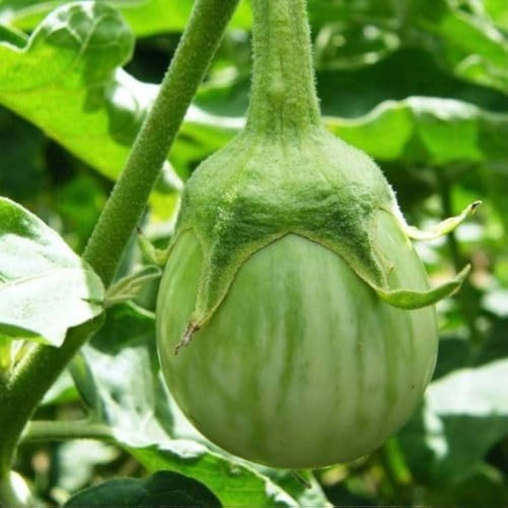 Epic Eggplant Seeds for Planting Solanum melongena for vegetable patch and home gardens