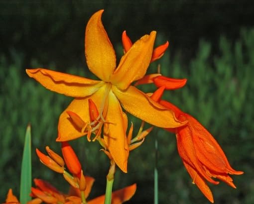 Orange Crocosmia Flower - Heirloom, Non - Gmo Seeds
