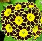 Yellow Black Primrose Flower Seeds Dhara Seeds