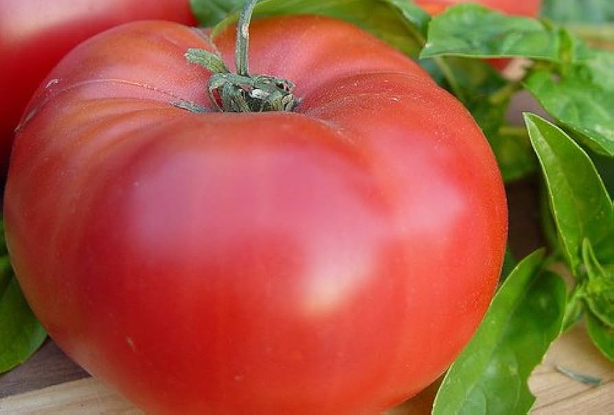 Red Brandywine Tomato Seeds Pieces Non-GMO for Garden