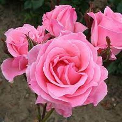 Rose Petal - Heirloom, Non - Gmo Seeds