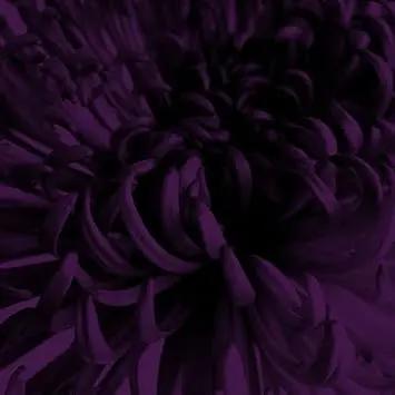 Organic Chrysanthemum Deep Purple Flower Seeds for Planting – Heirloom, Non-GMO Dhara Seeds