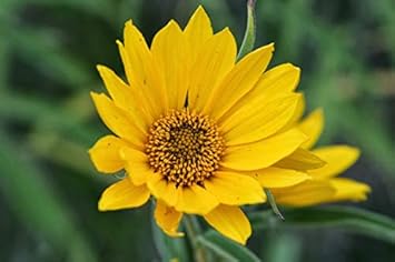 Yellow Maximiliani Flower Seeds for Planting, 100
