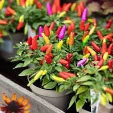 Pepper Seeds for Home Garden