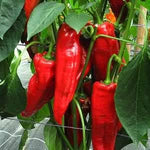 Dark Red Brazilian Chili Capsicum annuum for planting in home garden