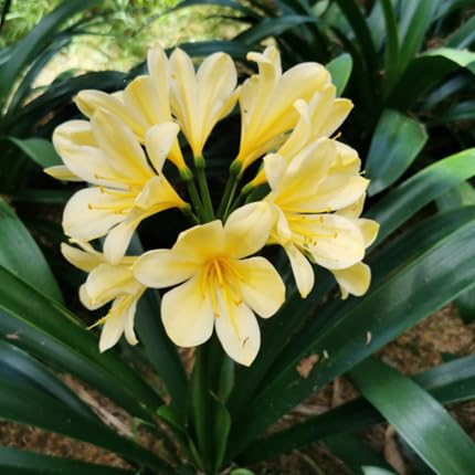 Clivia Flower Yellow - Heirloom, Non - Gmo Seeds