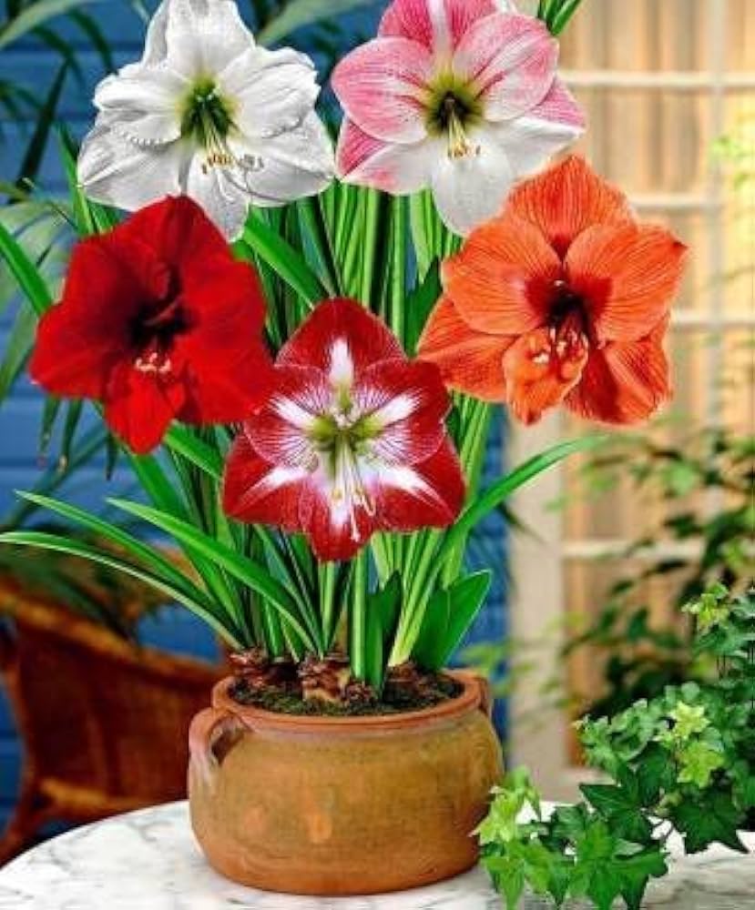 Amaryllis Hippeastrum spp. flower seeds for planting in indoor pots and balcony gardens