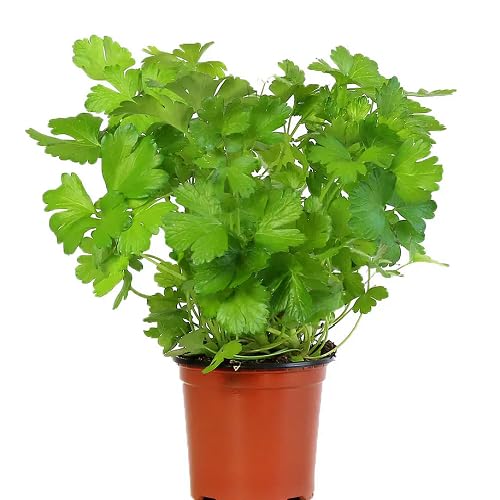 Green Parsley - Heirloom, Non - Gmo Seeds