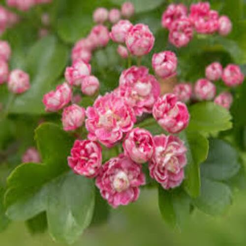 Pink Hawthorn Flower - Heirloom, Non - Gmo Seeds