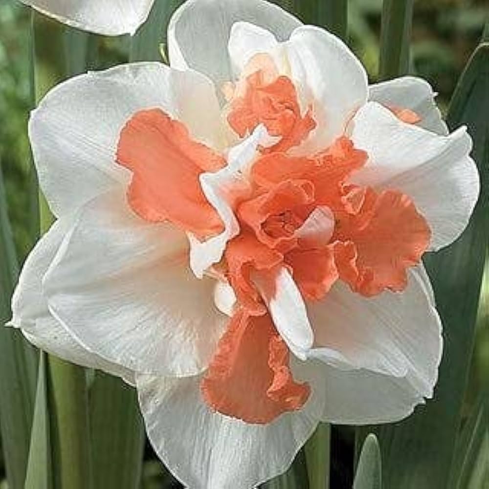 Daffodil Narcissus Pseudonarcissus Double Petal Flower Seeds for Planting – Known for Radiation Absorption and Spring Blooms