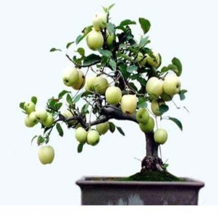 Bonsai Apple Tree Green