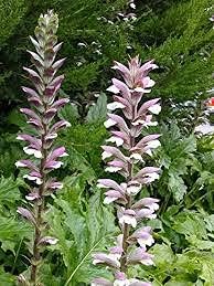 Acanthus Mollis Heirloom Non Gmo Image