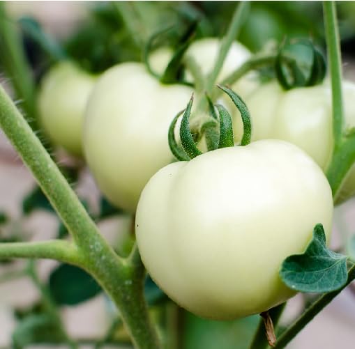 White Tomato - Heirloom, Non - Gmo Seeds