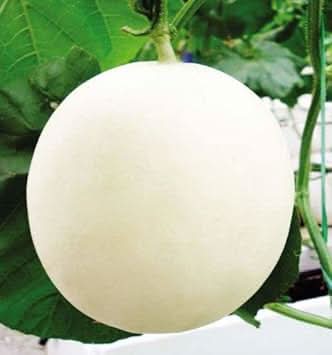HAMI Melon Fruit Seeds White