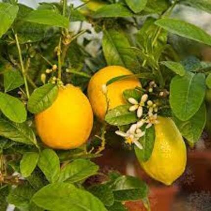 Yellow Etrog Fruit - Heirloom, Non - Gmo Seeds