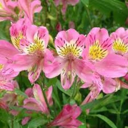 Pink Alstroemeria Flower - Heirloom, Non - Gmo Seeds