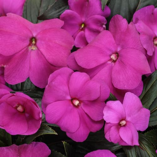 Giant Impatiens Flower Purple - Heirloom, Non - Gmo Seeds