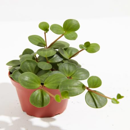 Green Peperomia - Heirloom, Non - Gmo Seeds