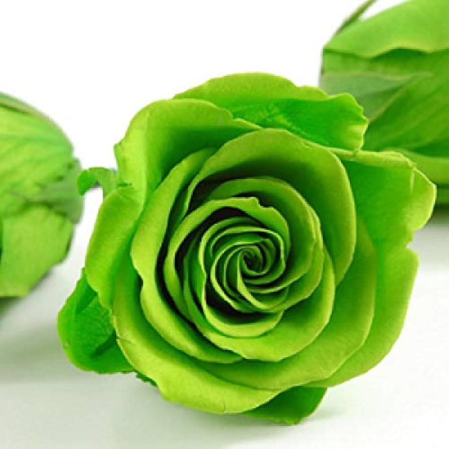 Green Rose Rosa chinensis Seeds for Planting - Perfect for Flower Bed & Urban Garden