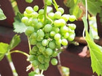 Grape Fruit Heirloom Non Gmo Image