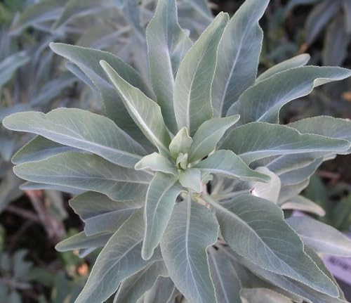 White Sage - Heirloom, Non - Gmo Seeds