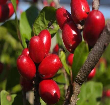 Red Dulcificum Fruit - Heirloom, Non - Gmo Seeds