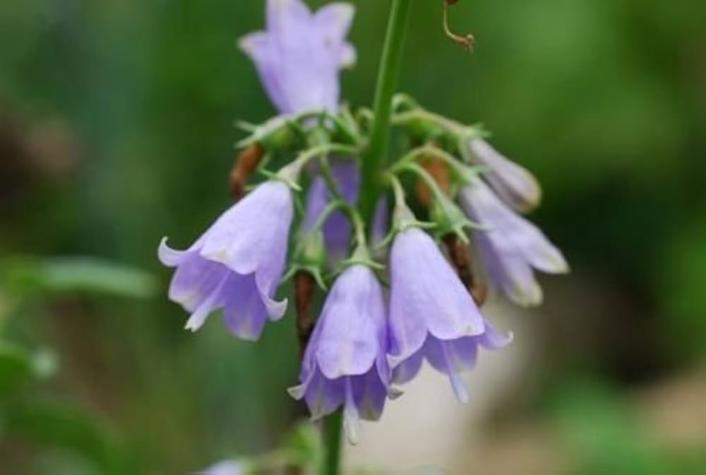 Adenophora Triphylla Japanese Lady Bells Flower Seeds for Planting
