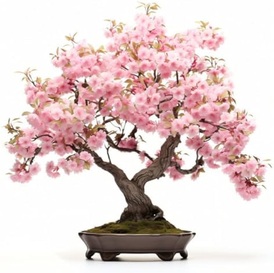 Sakura Prunus Serrulata Mini Pink Bonsai Flower Seeds for Planting – Ideal for Indoor Gardening and Decorative Pots