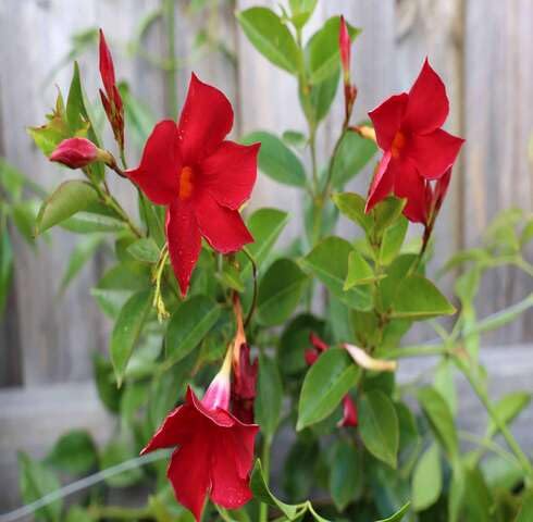 Red Mandevilla Flower - Heirloom, Non - Gmo Seeds